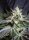 Sweet Seeds Black Jack - 3 feminisierte Samen