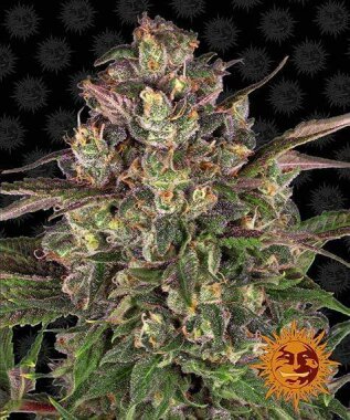 Barneys Farm Peyote Critical - 3 feminized seeds