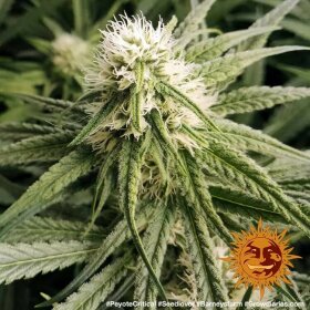 Barneys Farm Peyote Critical - 3 feminisierte Samen