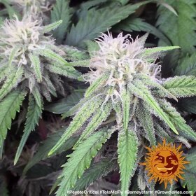 Barneys Farm Peyote Critical - 3 feminisierte Samen