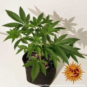 Barneys Farm Peyote Critical - 3 feminisierte Samen