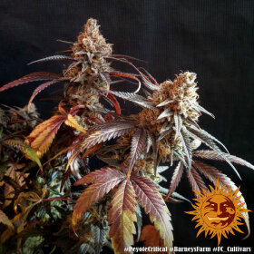 Barneys Farm Peyote Critical - 3 feminisierte Samen