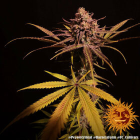 Barneys Farm Peyote Critical - 3 feminisierte Samen