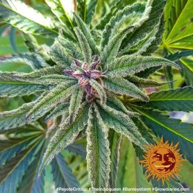 Barneys Farm Peyote Critical - 3 feminisierte Samen