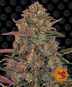 Barneys Farm Pineapple Chunk - 3 feminisierte Samen