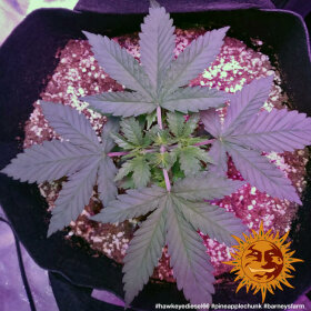 Barneys Farm Pineapple Chunk - 3 feminisierte Samen