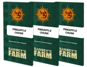 Barneys Farm Pineapple Chunk - 3 feminisierte Samen