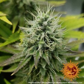 Barneys Farm Pineapple Chunk - 3 feminisierte Samen