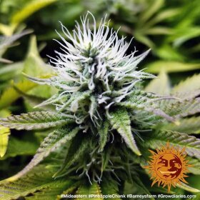 Barneys Farm Pineapple Chunk - 3 feminisierte Samen