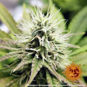 Barneys Farm Pineapple Chunk - 3 feminisierte Samen