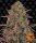 Barneys Farm Pineapple Chunk - 3 feminisierte Samen