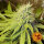 Barneys Farm Pineapple Chunk - 3 feminisierte Samen