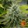 Barneys Farm Pineapple Chunk - 3 feminisierte Samen