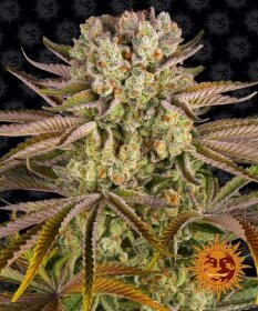 Barneys Farm Pineapple Express - 3 feminisierte Samen