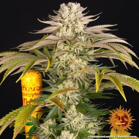 Barneys Farm Pineapple Express - 3 feminisierte Samen