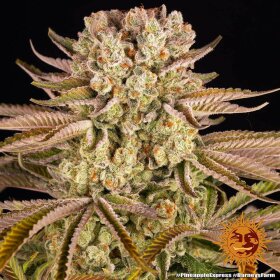 Barneys Farm Pineapple Express - 3 feminisierte Samen