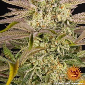 Barneys Farm Pineapple Express - 3 feminisierte Samen