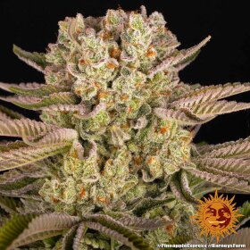 Barneys Farm Pineapple Express - 3 feminisierte Samen