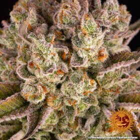 Barneys Farm Pineapple Express - 3 feminisierte Samen