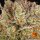 Barneys Farm Pineapple Express - 3 feminisierte Samen