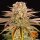 Barneys Farm Pineapple Express - 3 feminisierte Samen