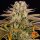 Barneys Farm Pineapple Express - 3 feminisierte Samen