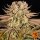 Barneys Farm Pineapple Express - 3 feminisierte Samen