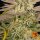 Barneys Farm Pineapple Express - 3 feminisierte Samen