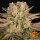 Barneys Farm Pineapple Express - 3 feminisierte Samen