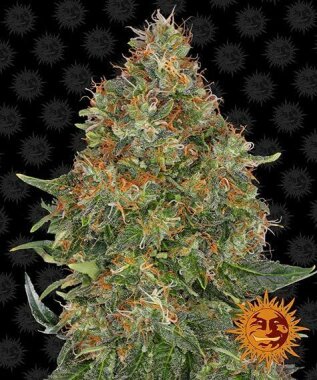 Barneys Farm Pineapple Express AUTO - 3 autoflowering Samen