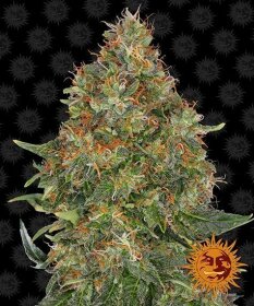 Barneys Farm Pineapple Express AUTO - 3 automated seeds