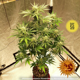 Barneys Farm Pineapple Express AUTO - 3 autoflowering Samen