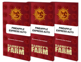 Barneys Farm Pineapple Express AUTO - 3 automated seeds