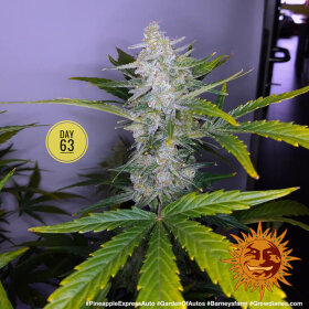 Barneys Farm Pineapple Express AUTO - 3 autoflowering Samen