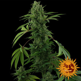 Barneys Farm Pineapple Express AUTO - 3 autoflowering Samen