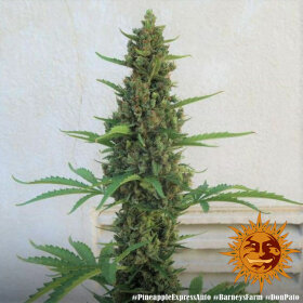 Barneys Farm Pineapple Express AUTO - 3 automatisierte Samen