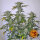 Barneys Farm Pineapple Express AUTO - 3 autoflowering Samen