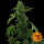 Barneys Farm Pineapple Express AUTO - 3 autoflowering Samen