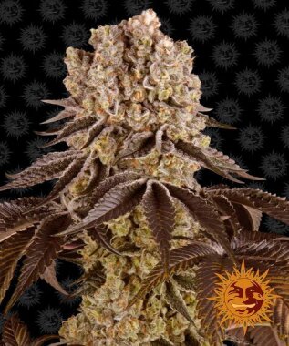 Barneys Farm Purple Punch - 3 feminisierte Samen