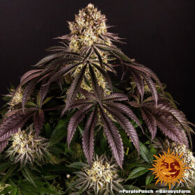 Barneys Farm Purple Punch - 3 feminisierte Samen