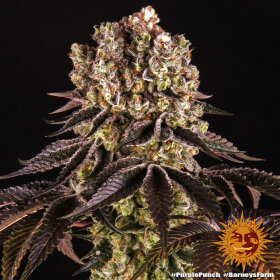 Barneys Farm Purple Punch - 3 feminisierte Samen