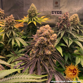 Barneys Farm Purple Punch - 3 feminisierte Samen