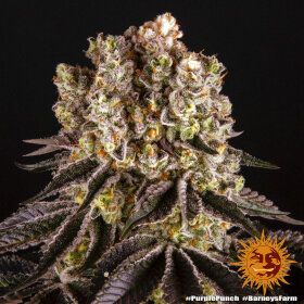 Barneys Farm Purple Punch - 3 feminisierte Samen