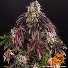 Barneys Farm Purple Punch - 3 feminisierte Samen