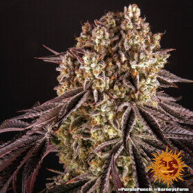 Barneys Farm Purple Punch - 3 feminisierte Samen