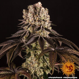 Barneys Farm Purple Punch - 3 feminisierte Samen