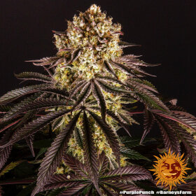 Barneys Farm Purple Punch - 3 feminisierte Samen