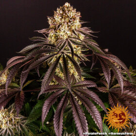 Barneys Farm Purple Punch - 3 feminisierte Samen