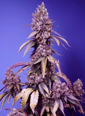 Sweet Seeds Black Muffin F1 FAST VERSION - 3 femisierte...