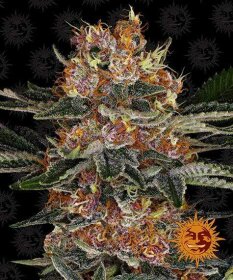 Barneys Farm Purple Punch AUTO - 3 automated seeds